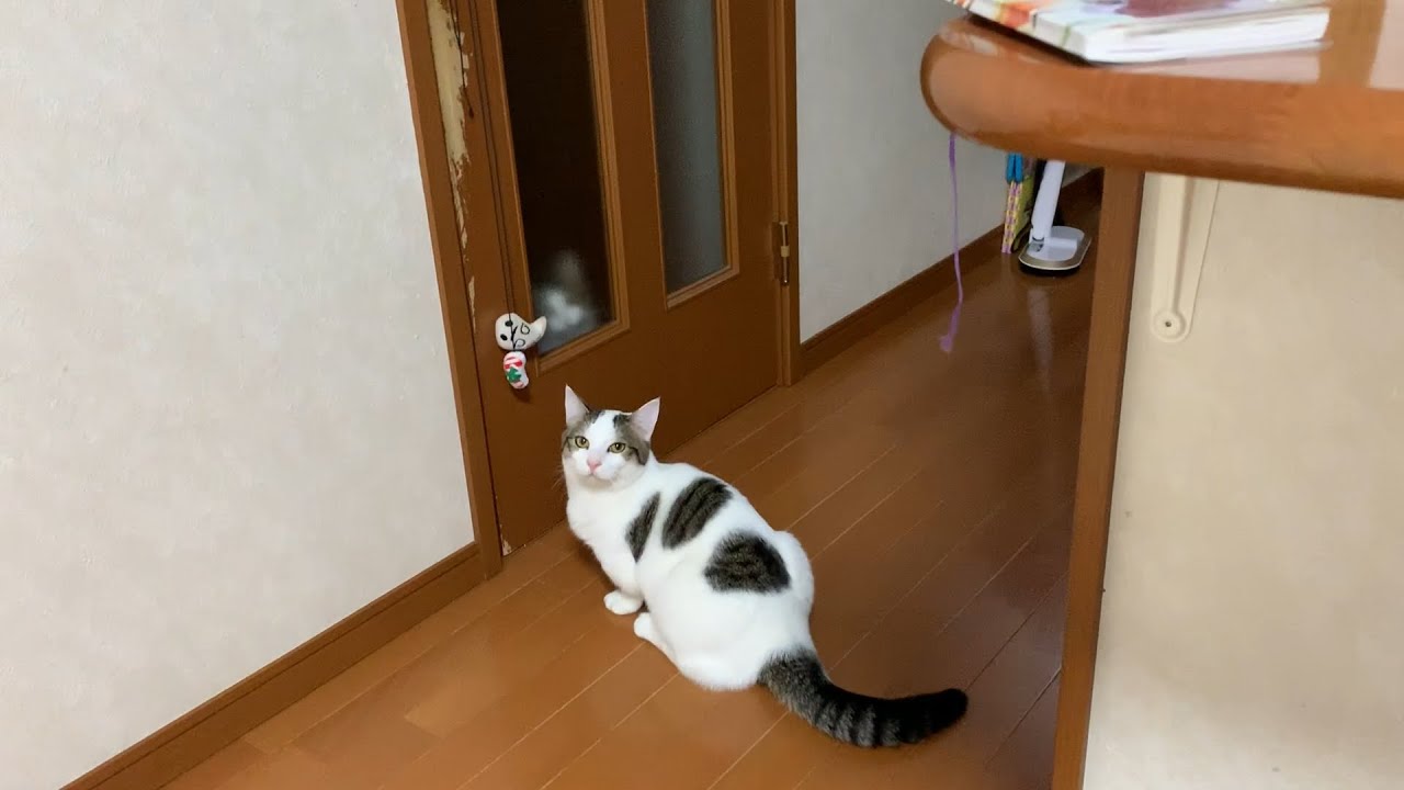 一旦停止を守る猫
