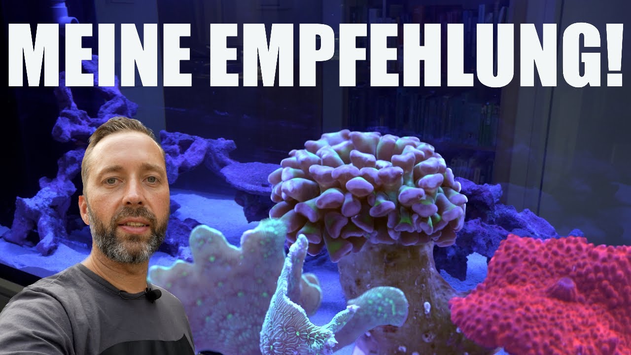 Welche Korallen und Fische kommen als ERSTES in Felix 670 Liter Meerwasseraquarium?