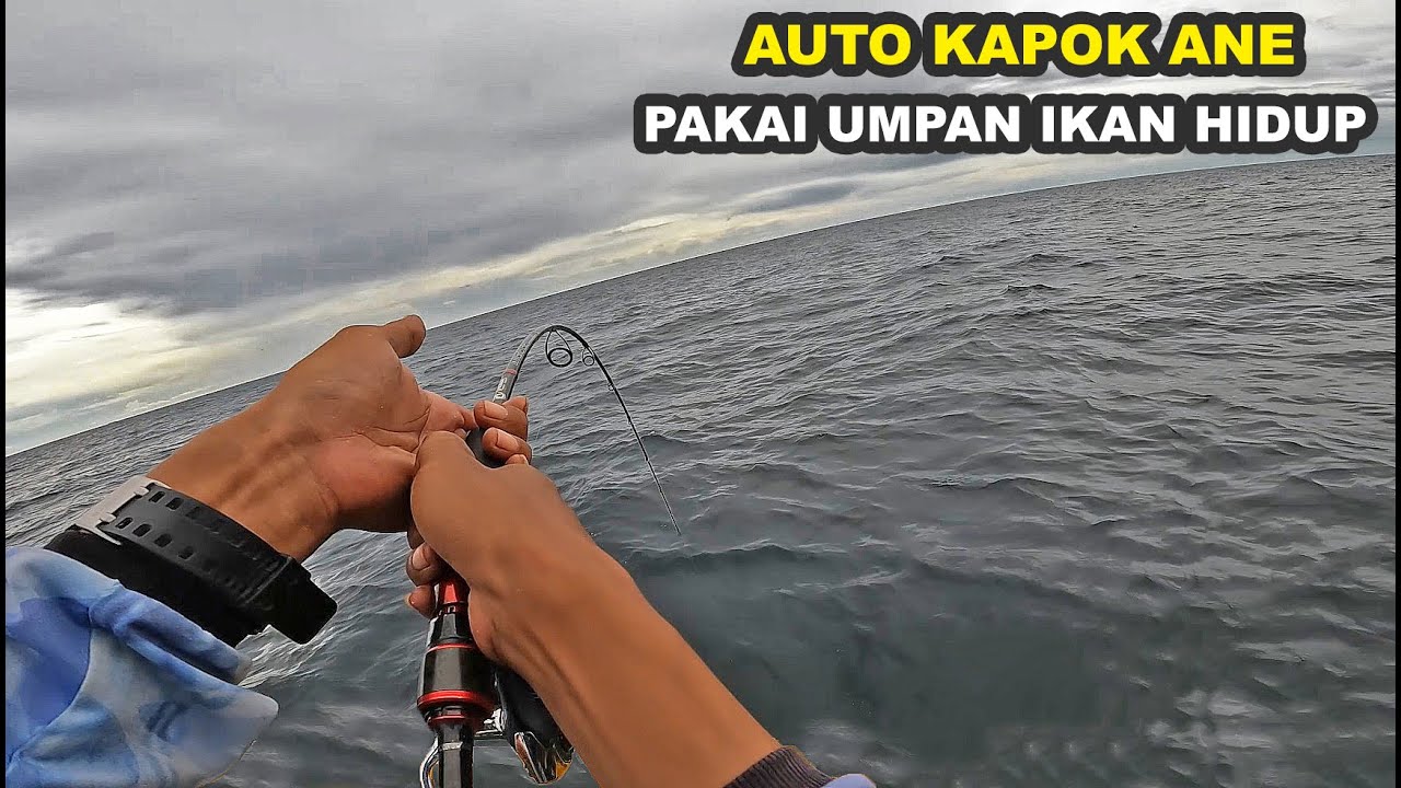 Umpan ikan hidup