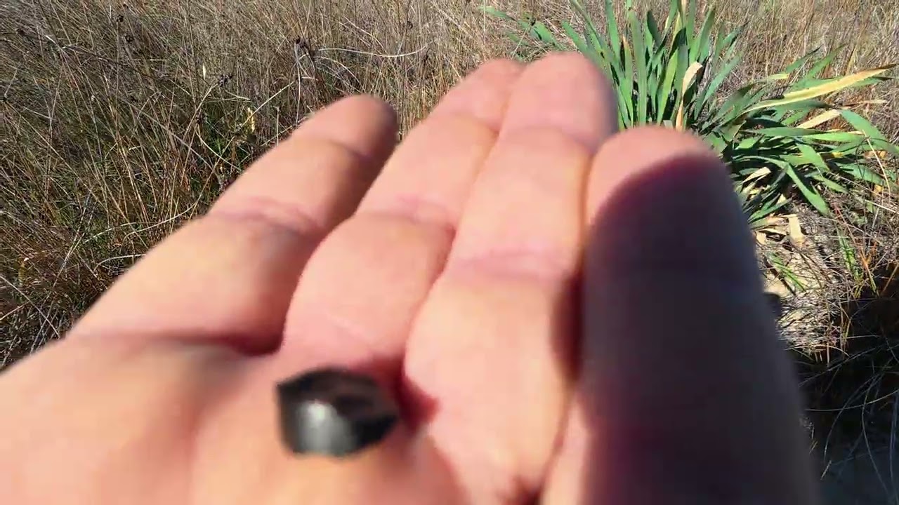 La storia dell'ultimo Giglio Di Mare della Riserva Borsacchio