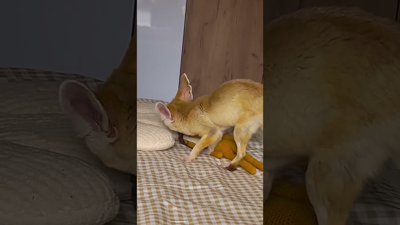 #лисафенек #фенек #fennec #fox
