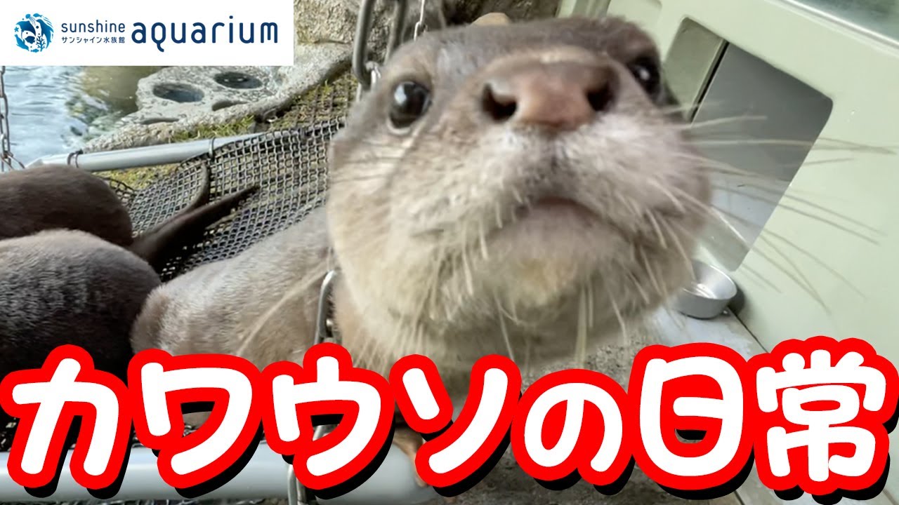 【解説】サンシャイン水族館のカワウソの日常【サンシャイン水族館】