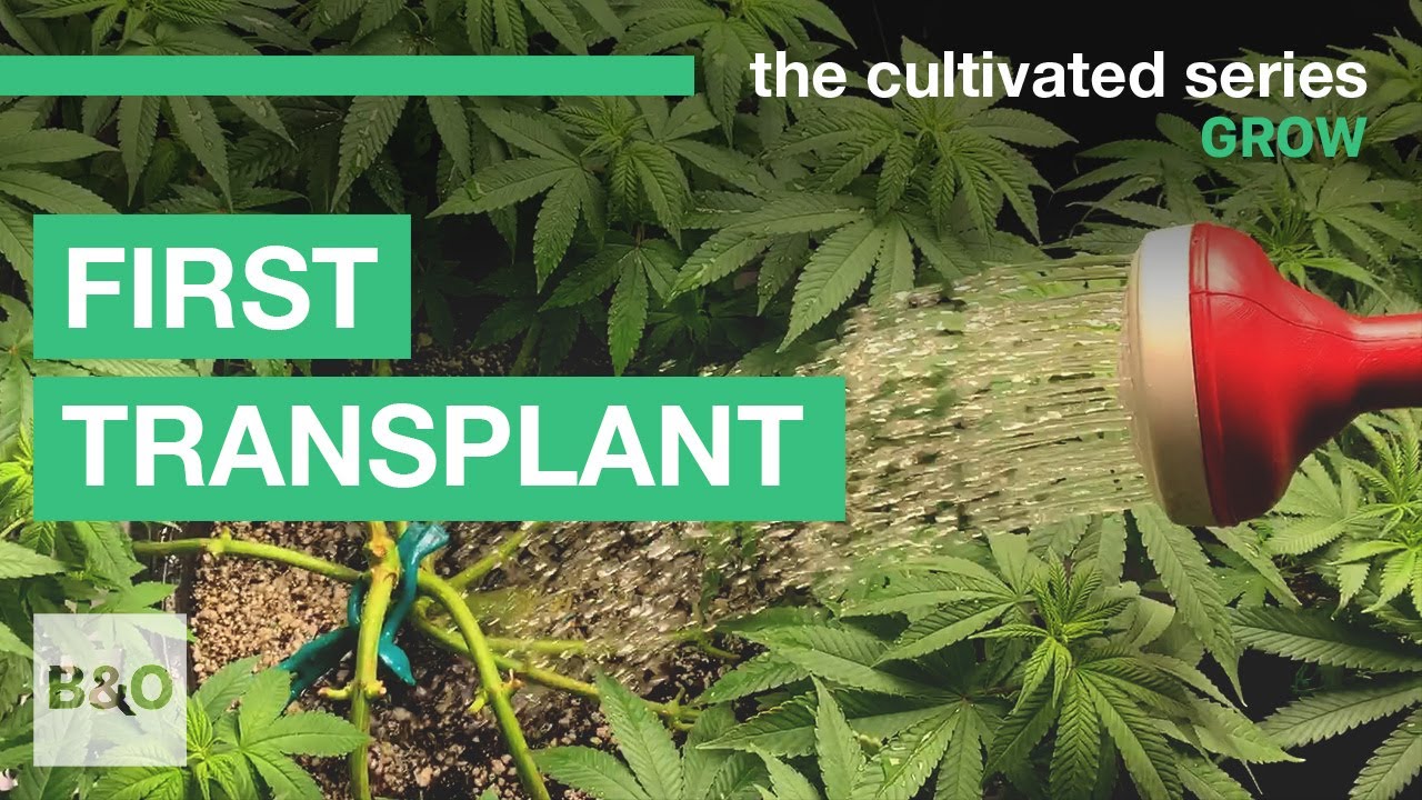 How to Transplant Your Cannabis Plant | 2021