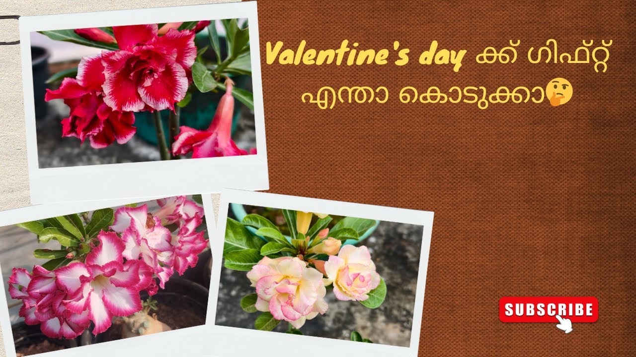 കുറഞ്ഞ റേറ്റിൽ adenium ഗിഫ്റ്റ് കൊടുക്കാൻ ആഗ്രഹിക്കുന്നവർ whatsapp msg ഇടണേ 🙏🏻 