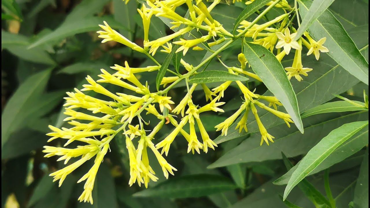 Most fragrant plants of my British garden: Cestrum parqui, the green Cestrum / Chilean night jasmine