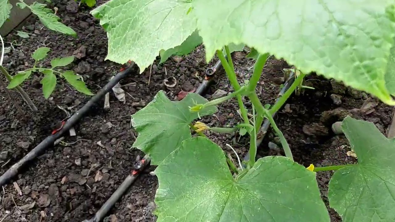 Да отгледаме вкусни и здрави краставици