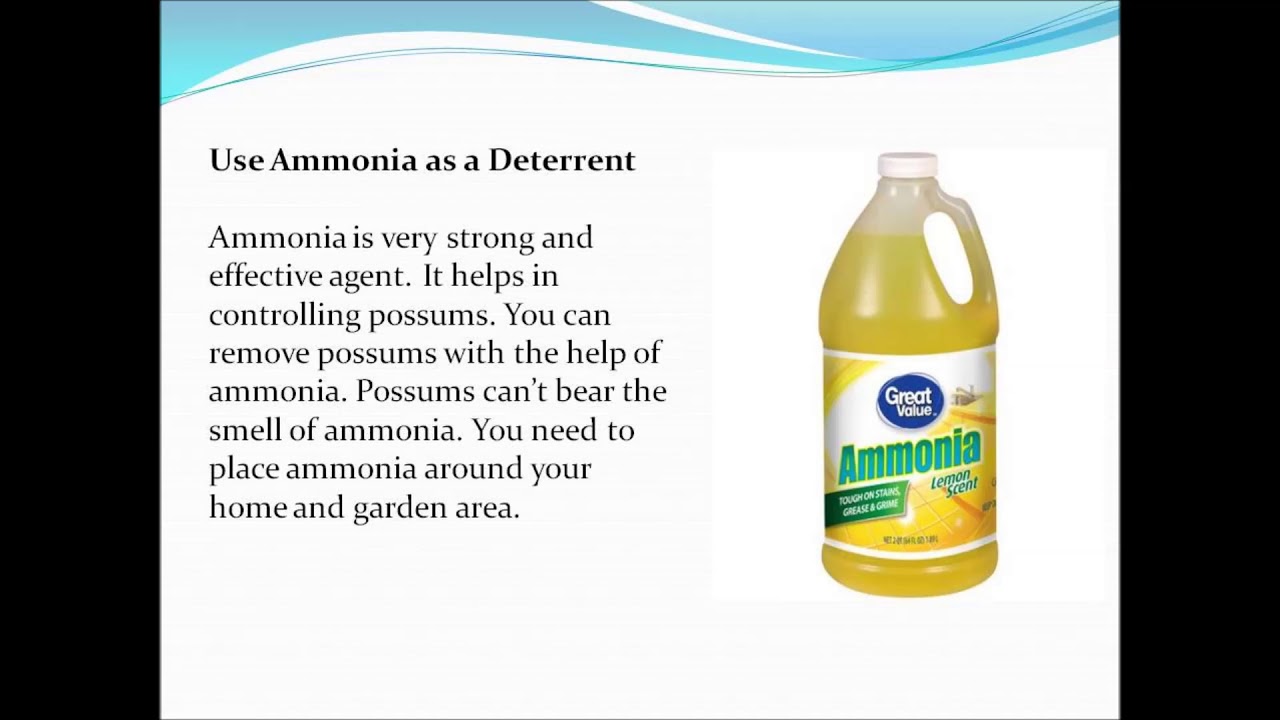 Best homemade remedies for possums control