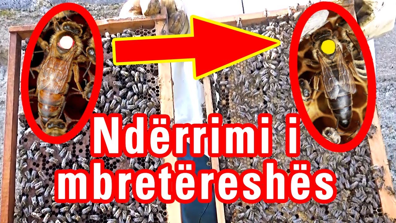 🔴Episodi 8: Ndërrimi i mbretëreshës së vjetër me te re [ Bletaria Shqip ]