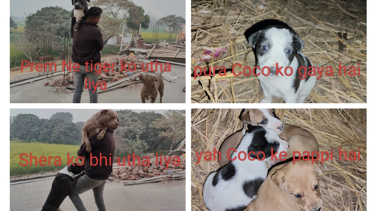 Prem bhai ne tiger Shera ko utha liya 😱 ye  Coco ke puppies h🥰😀#subscribe #mychannel 