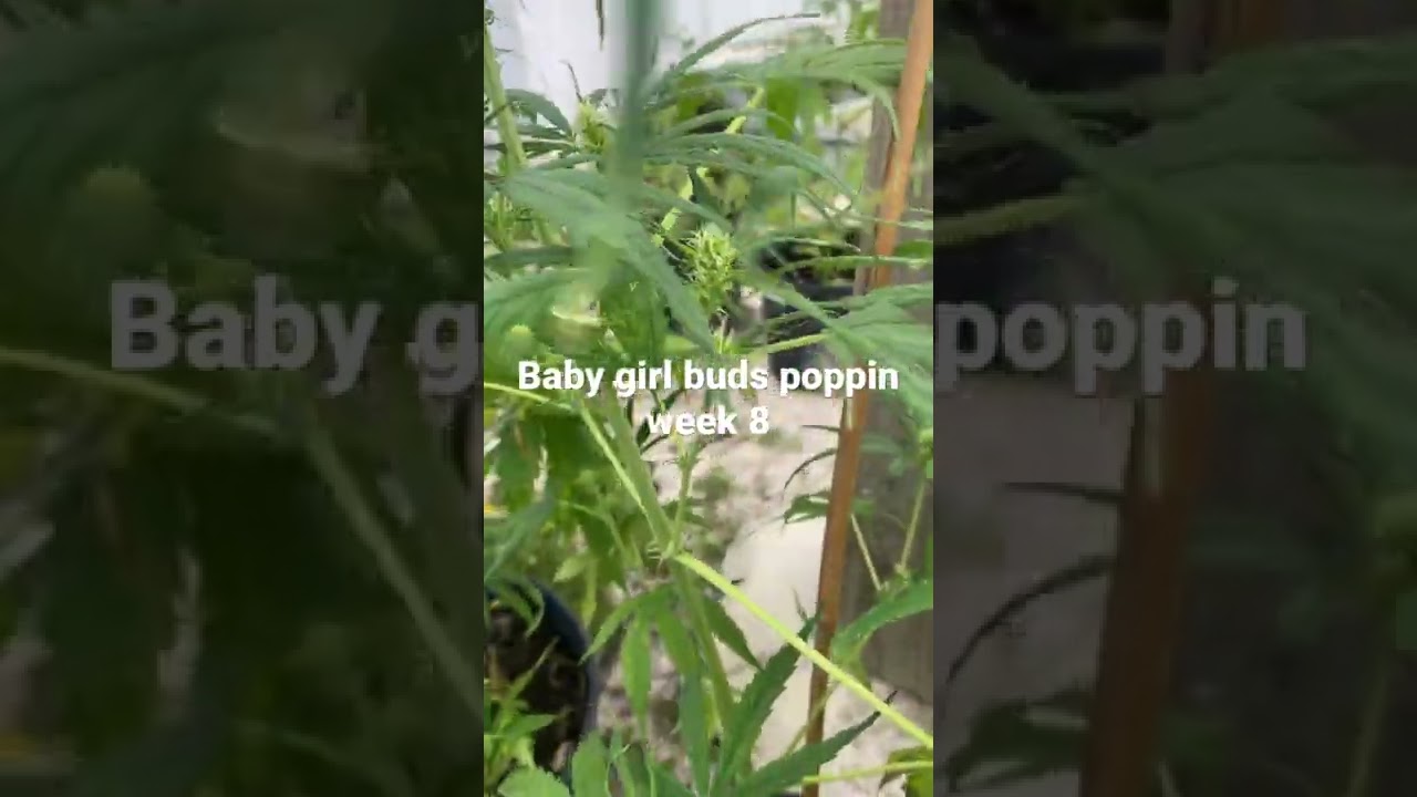 Buds forming week 8 florida panhandle farming