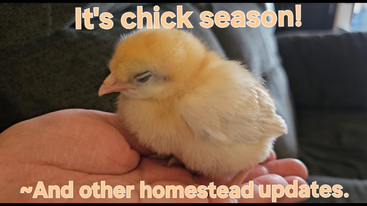 Spring chickens and other homestead happenings