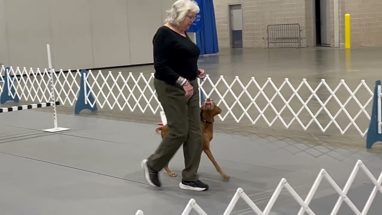 7 16 25 Vizsla Specialty Houston