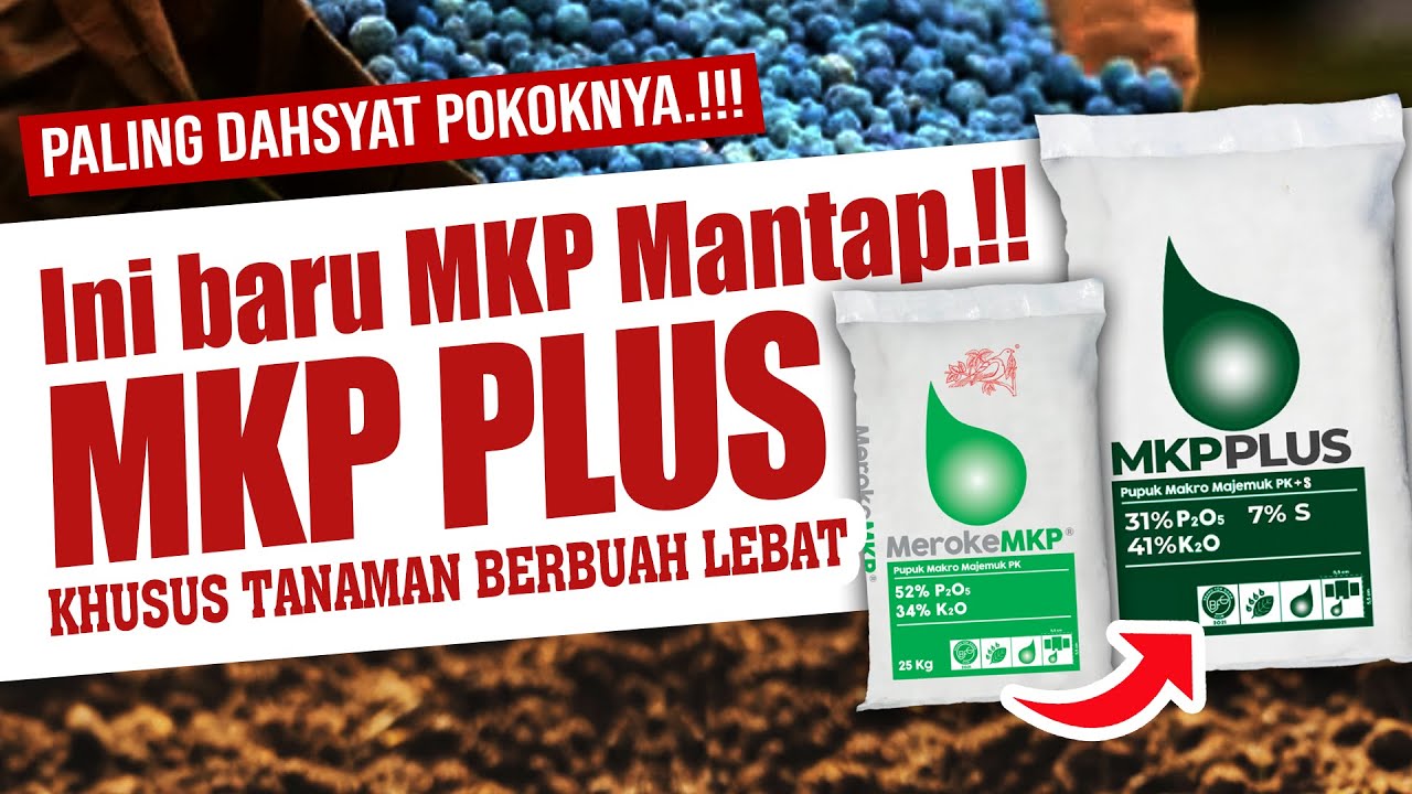 PALING DAHSYATTT..❗ ❗ ❗ SAYA BIKIN PUPUK MKP FORMULA PLUS KHUSUS TANAMAN BERBUAH BANYAK & LEBAT