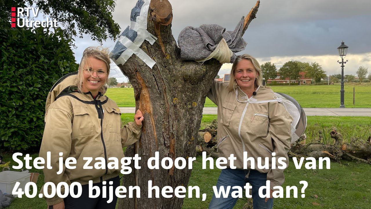 Kettingzaag doorklieft bijennest: imker Sonne zet reddingsactie op | RTV Utrecht
