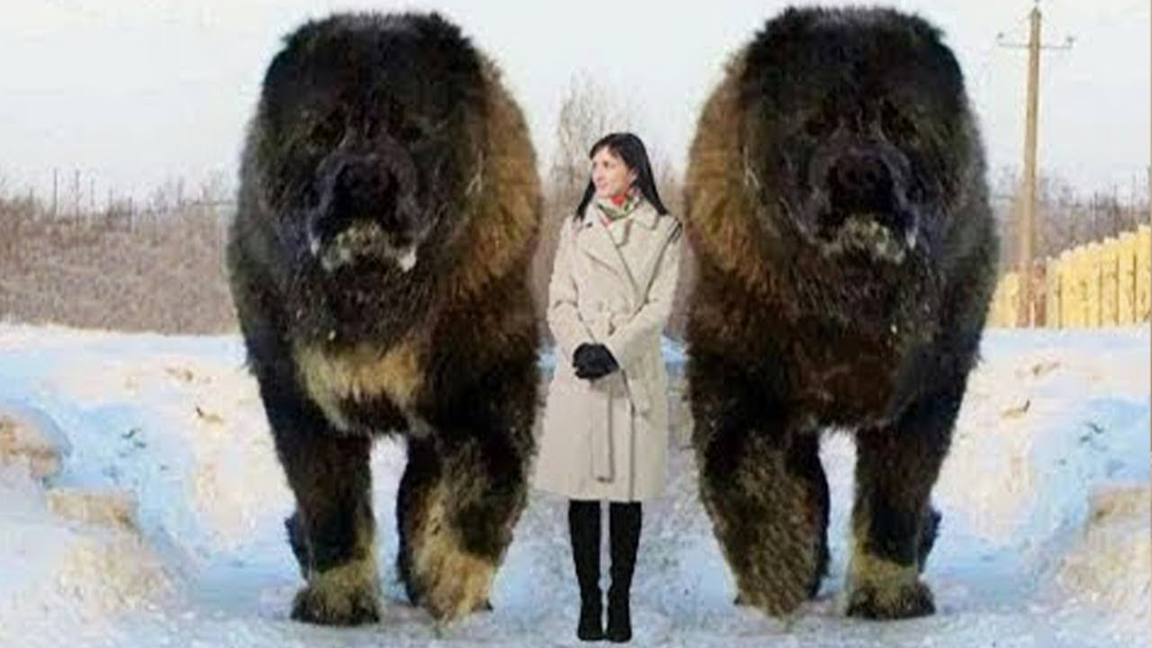 10 Abnormally Large Dogs Around The World!