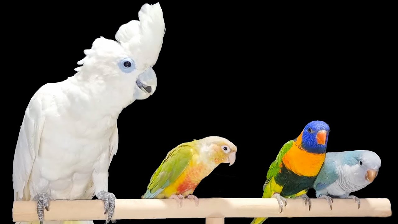 مقارنة و رأيي الشخصي ببغاء الكوكاتو جوفين و ببغاء الكويكر و ببغاء اللوري و الجرين شيك كونيور