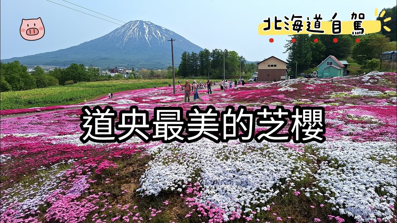 [北海道自駕]芝櫻不用跑道東!羊蹄山秘境花海|天然湧泉*炸雞名店*氣球奶酪|吃過最好吃的茶碗蒸烤飯糰|Day5