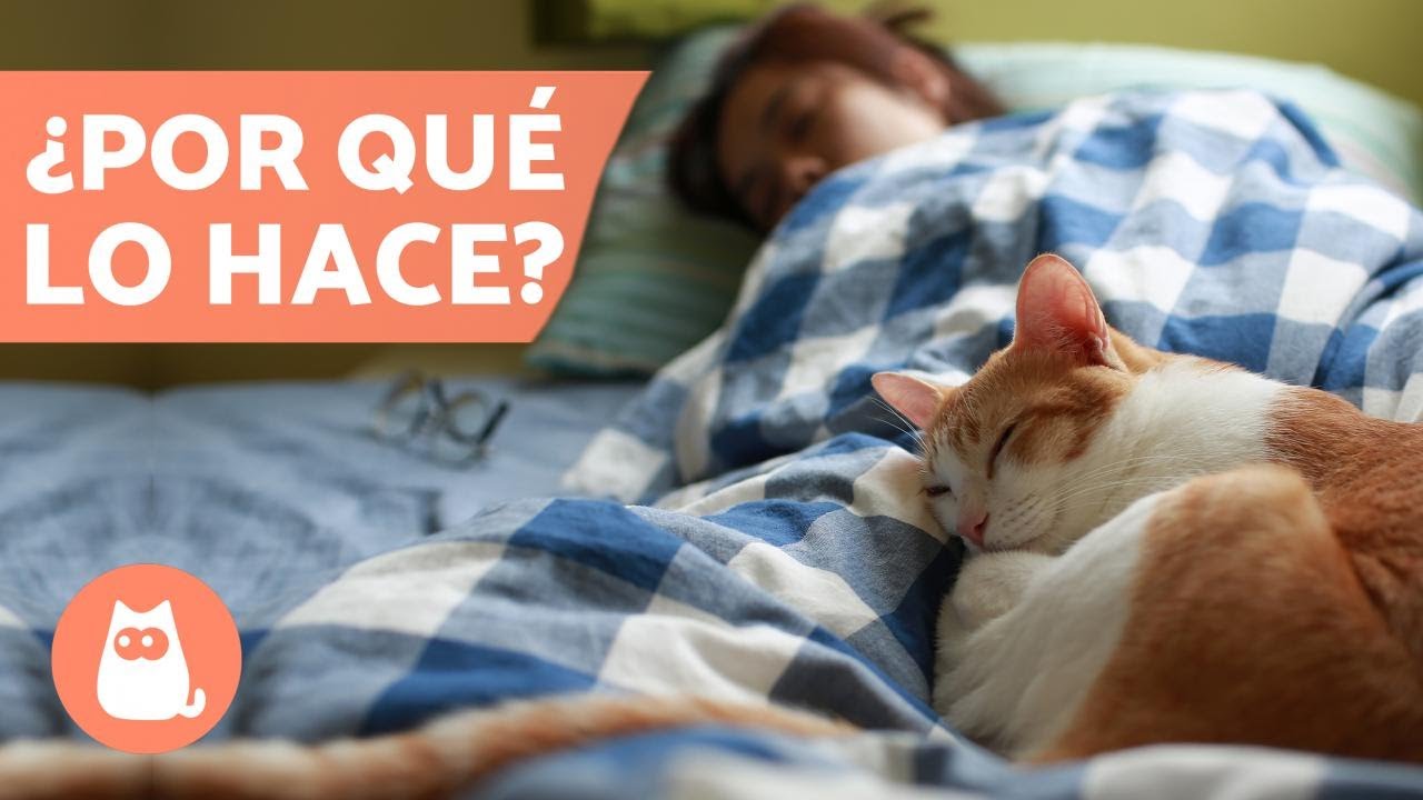 &iquest;Por qu&eacute; mi GATO DUERME en mis PIES? 🦶🏻🐱💤 &iexcl;5 Razones!