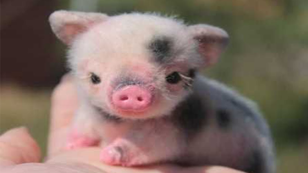 Cute Newborn Animals