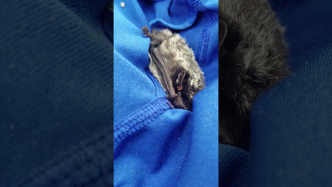 Rescue of a little silver-haired bat, Lasionycteris noctivagans - part 1