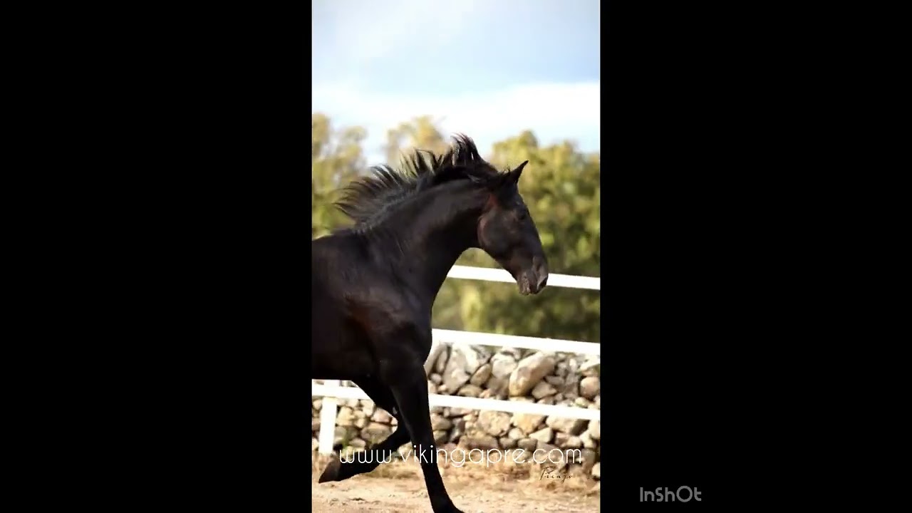 YOL - Black 5 year old PRE basic ridden