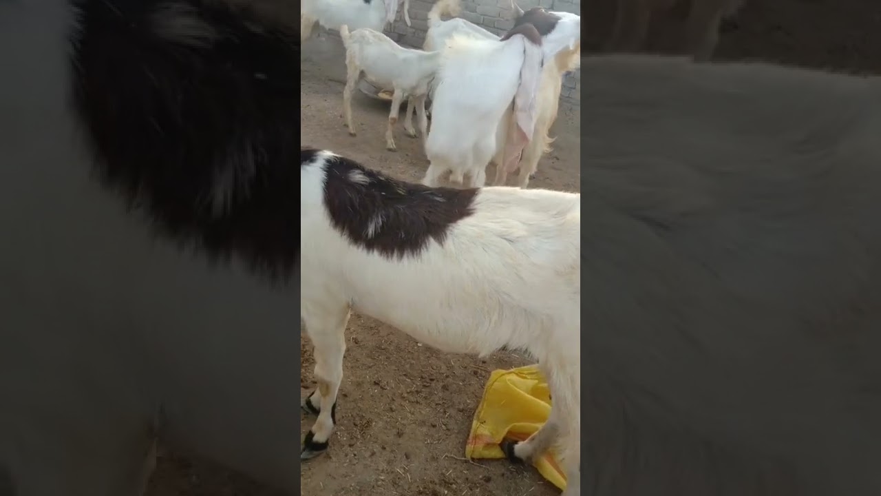 Patari Goat