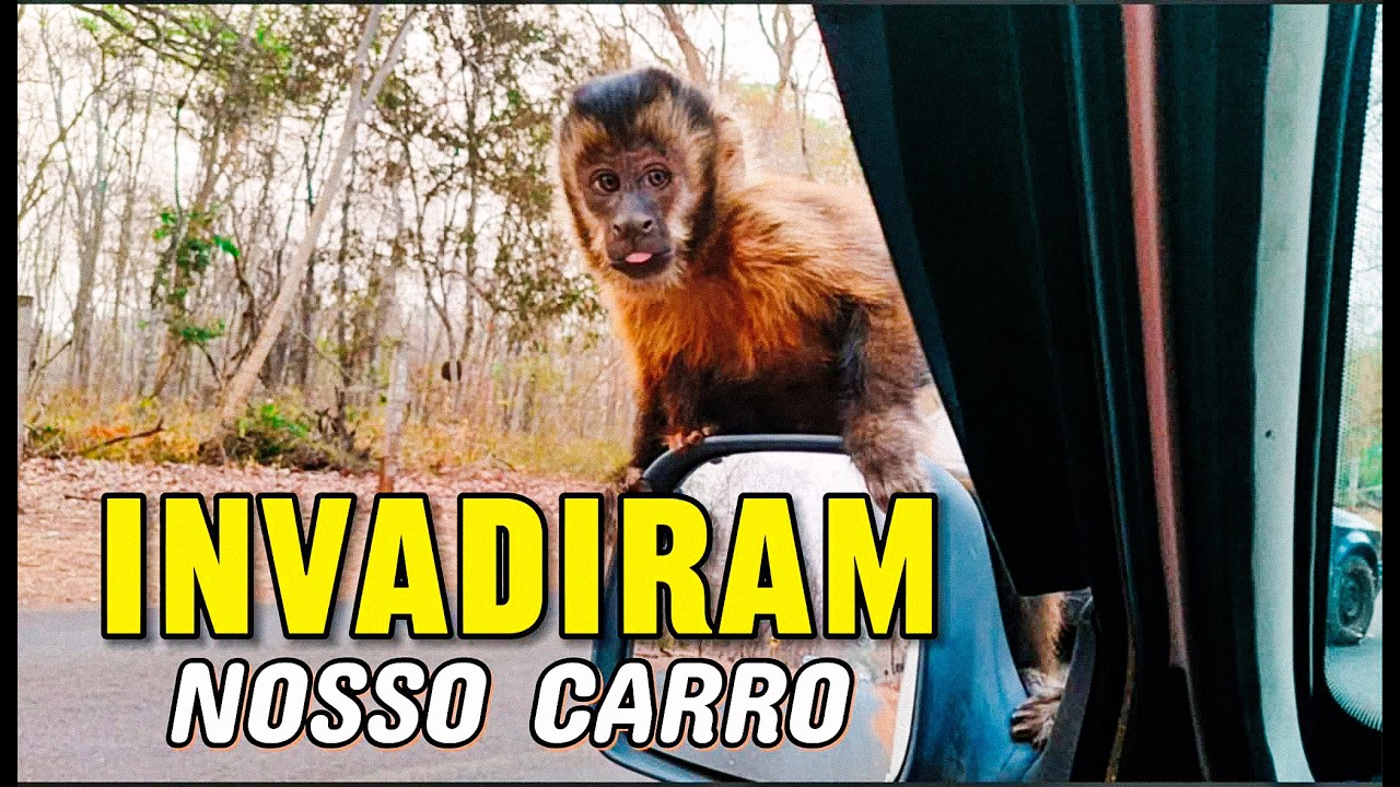 FOMOS PARADOS PELOS MACAQUINHOS FIORINOHOME