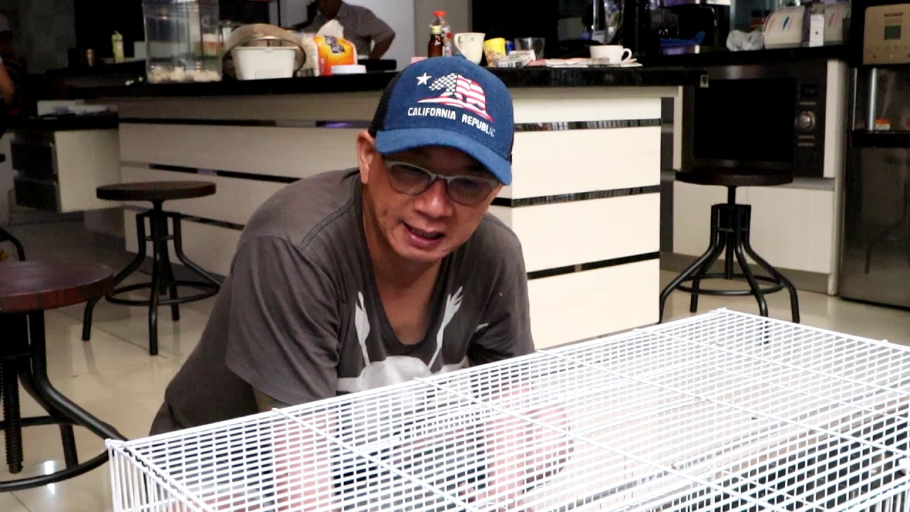 Unboxing Crocodile Iguana