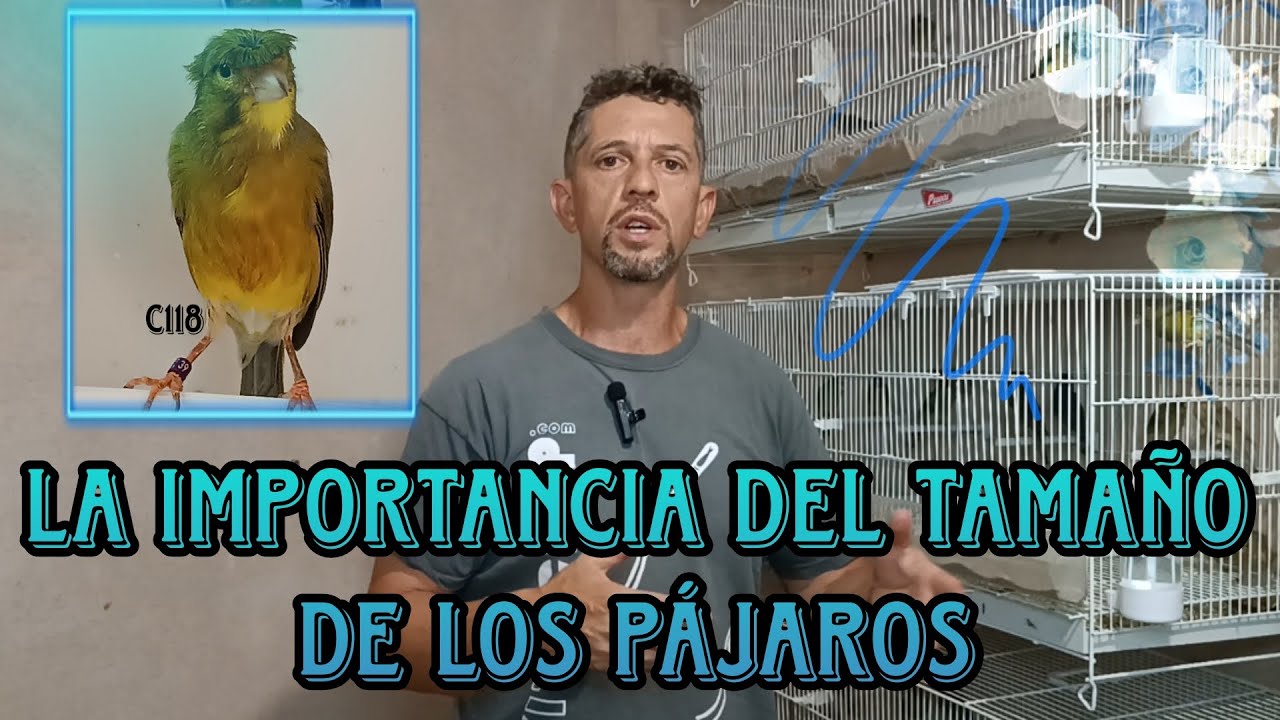 SELECCIÓN por TAMAÑO y que INFLUYE en CANARIOS TIMBRADOS ORIGINALES y en GENERAL 🎶💯