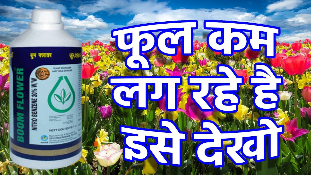 फुल नही लग रहे ये देखो/नाइट्रोबेन्जीन का फसल उत्पादन में महत्त्व /Nitrobenzene/boomflower
