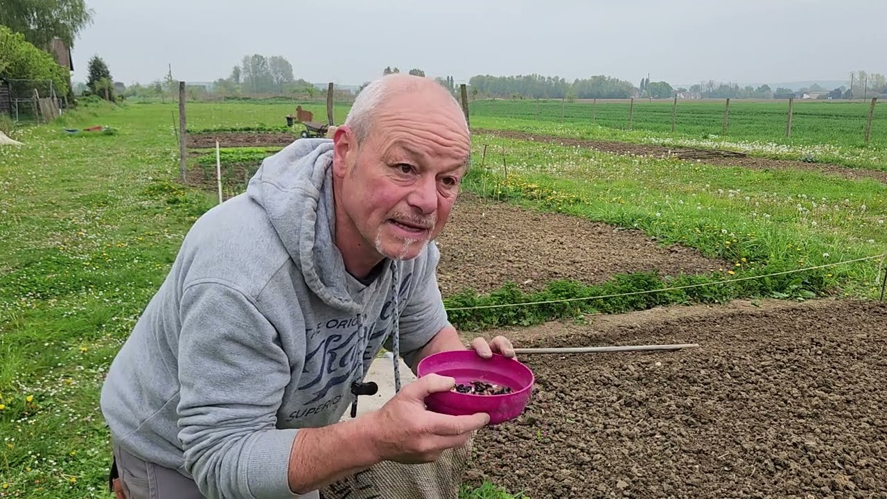 Au 25 avril c'est la date de départ des semis des haricots verts