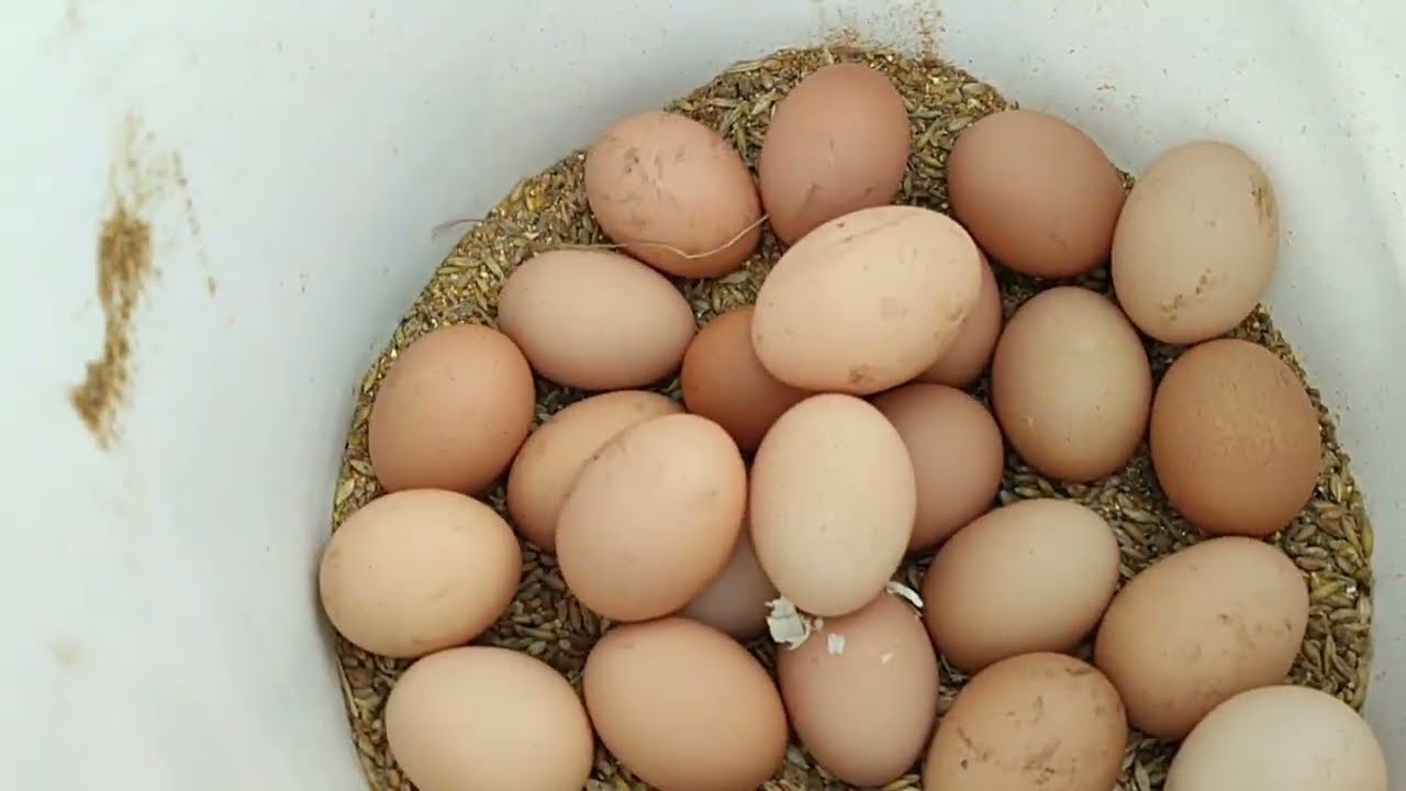 КУРЫ ИЗ КУРЯТНИКА ПРОКЛАДЫВАЮТ ДОРОГУ В МОРОЗИЛКУ🥶СБОР ЯИЦ🥚