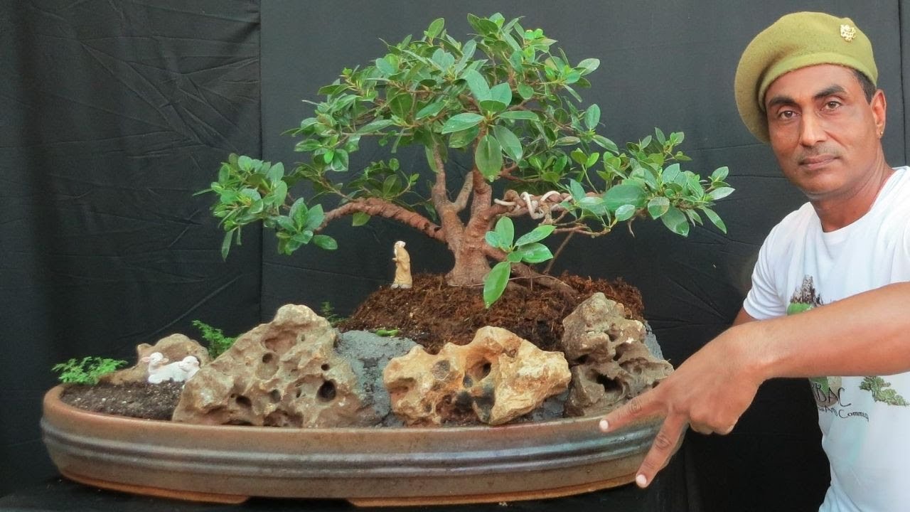 How to Make Ficus Landscape Bonsai Penjing