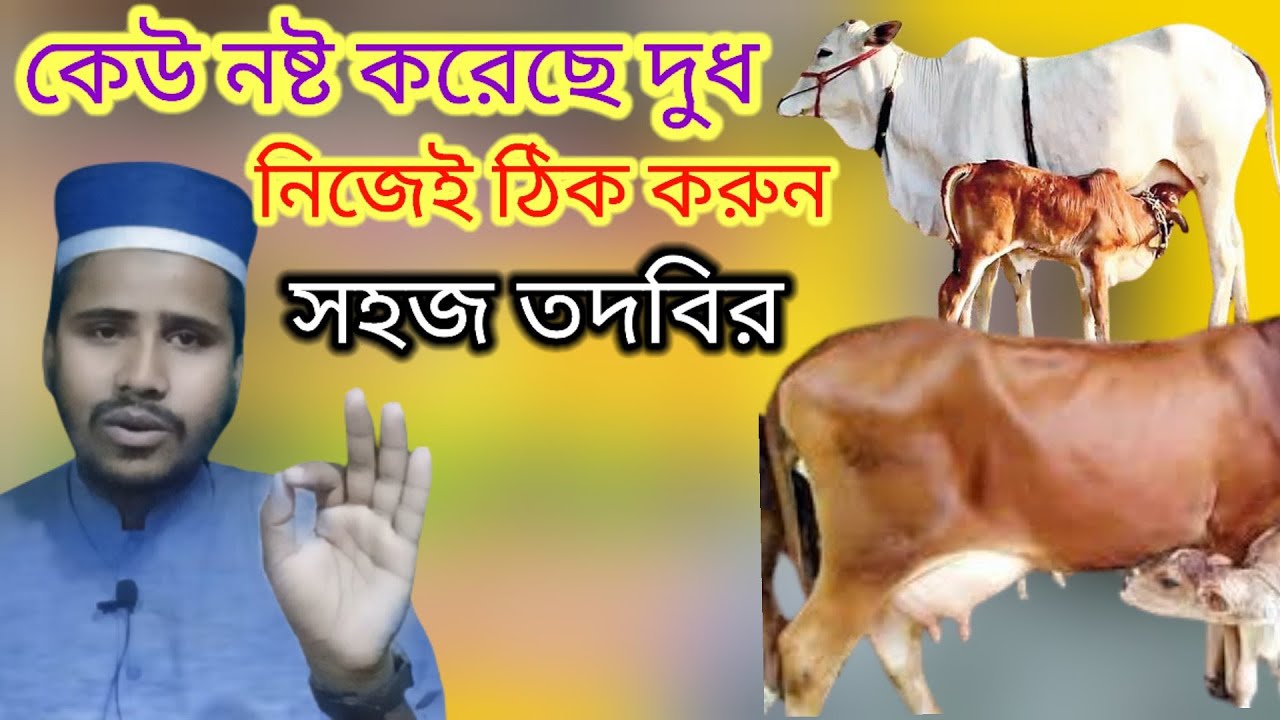 গাভীর দুধ নষ্ট করেছে? গাভী বাছুরকে  দুধ খেতে দেয় না। গাভী দুধ দহন করতে দেয় না? গাভীর দুধ ঠিক করুন