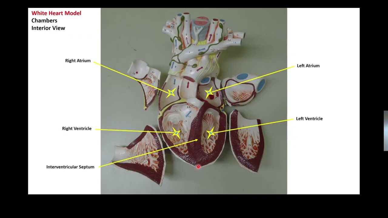 White Heart General Anatomy Model