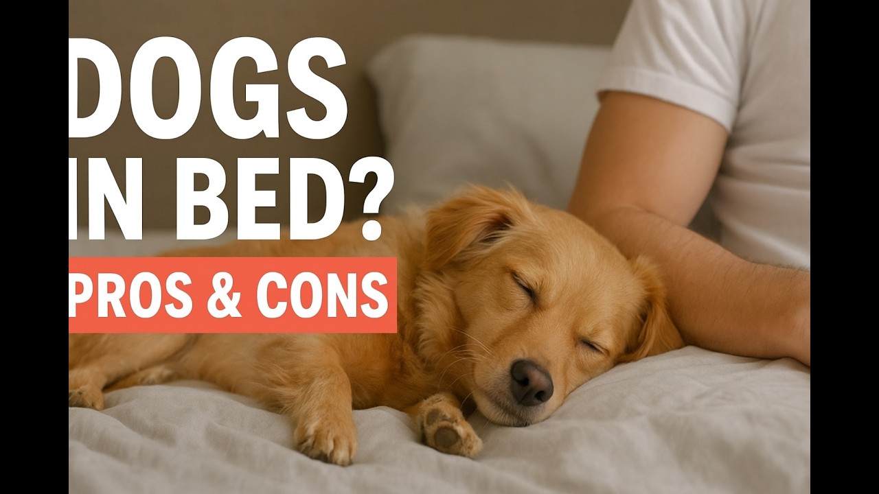 Is It Safe to Share Your Bed With Your Dog? Experts Explain