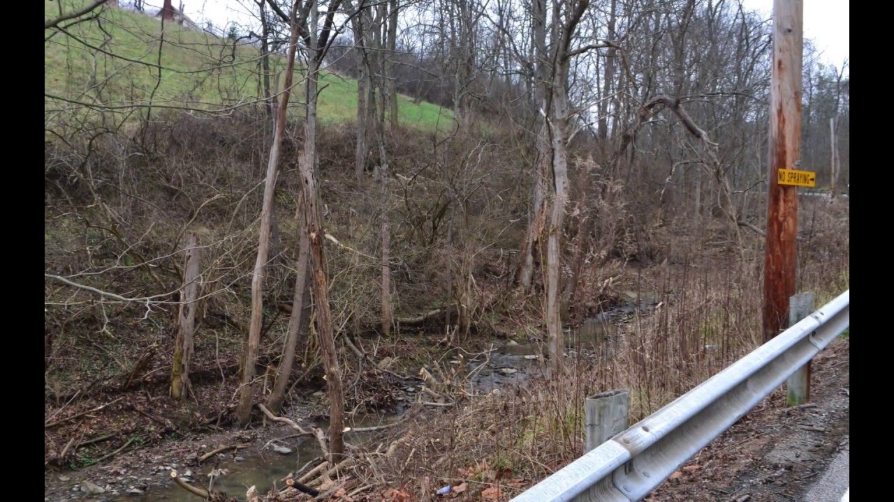 Before and After Invasive Plant Removal