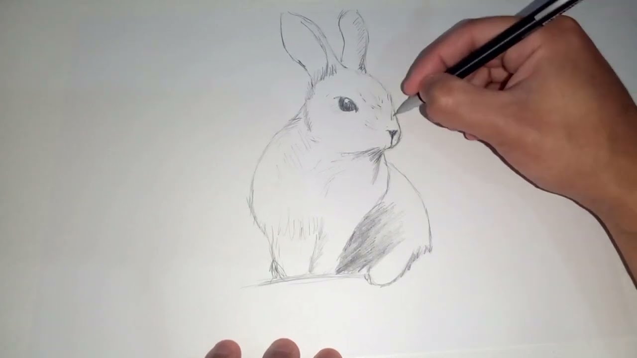 Como Dibujar un Conejo Realista a Lápiz Paso a Paso