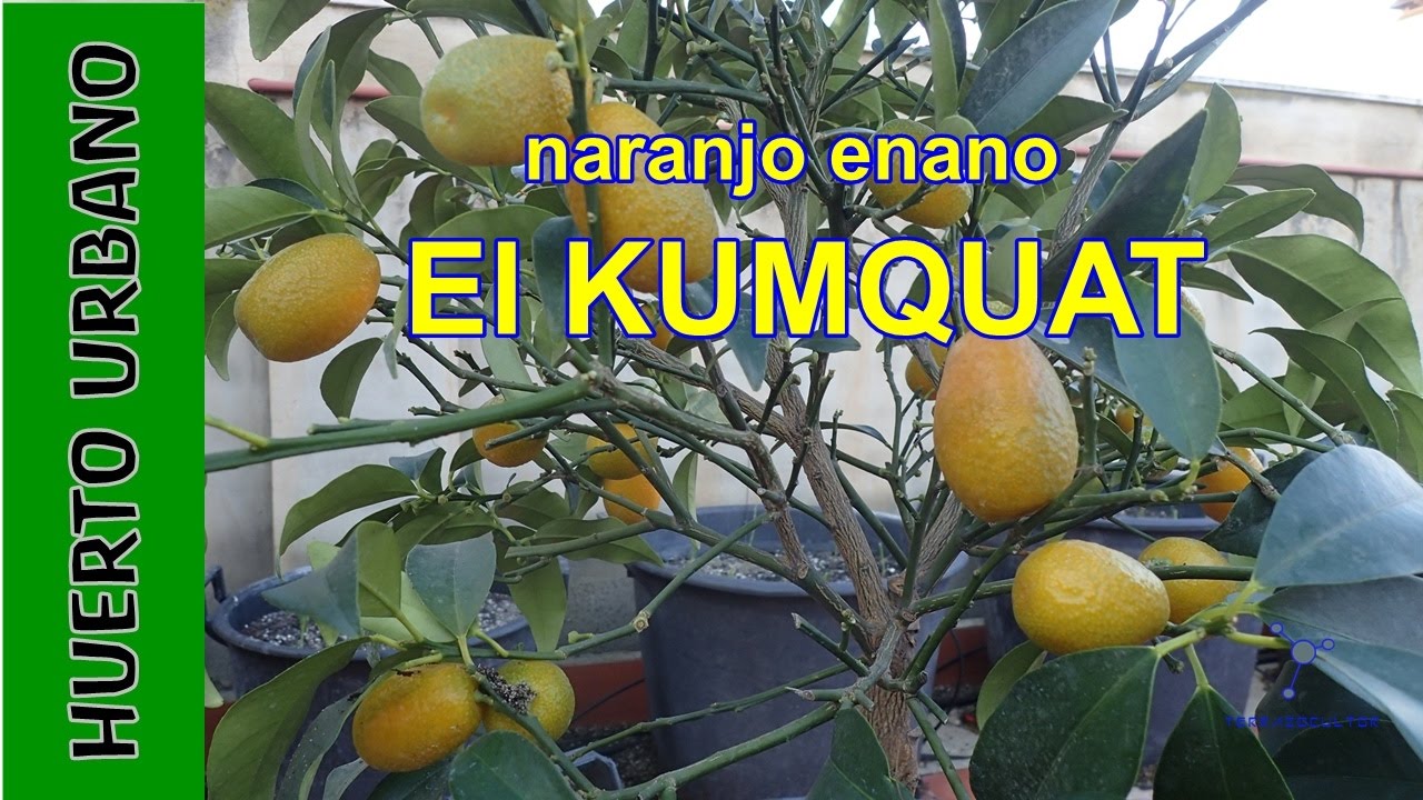 El Kumquat o naranjo enano. #HuertoUrbano