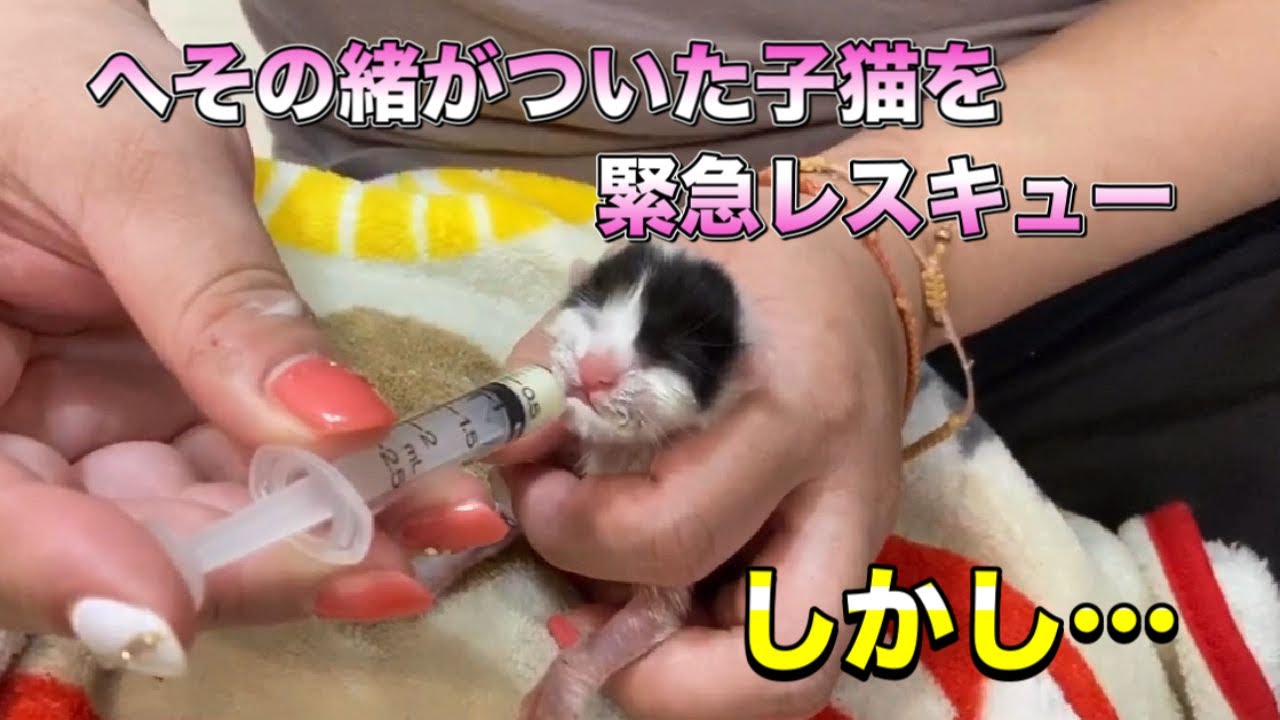 臍(へそ)の緒がある生まれたばかりの子猫が車の下に落ちている！？緊急保護！しかし・・・【Kitten rescued】