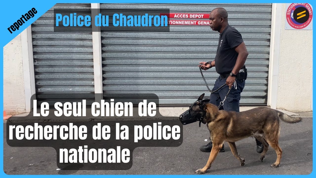 Brigade Canine de Saint-Denis, la police nous ouvre ses portes.