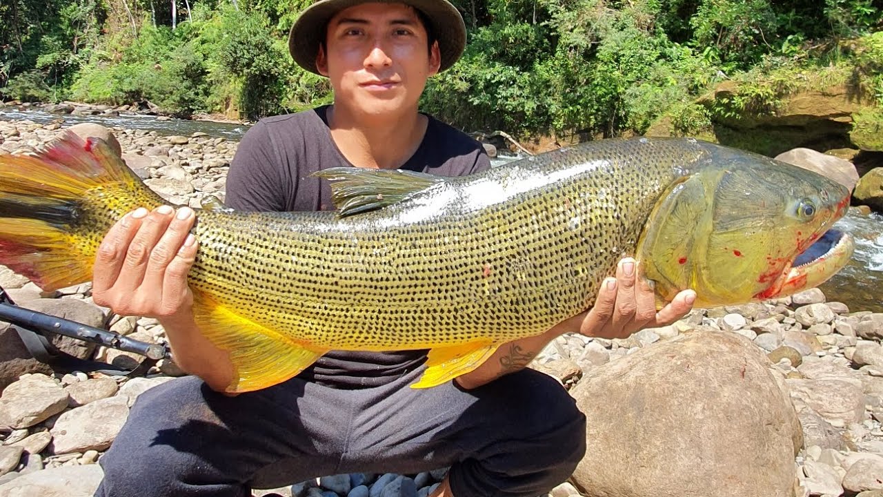Aroyo INFESTADO DE DORADOS Y YATORANAS #frombolivia 🇧🇴