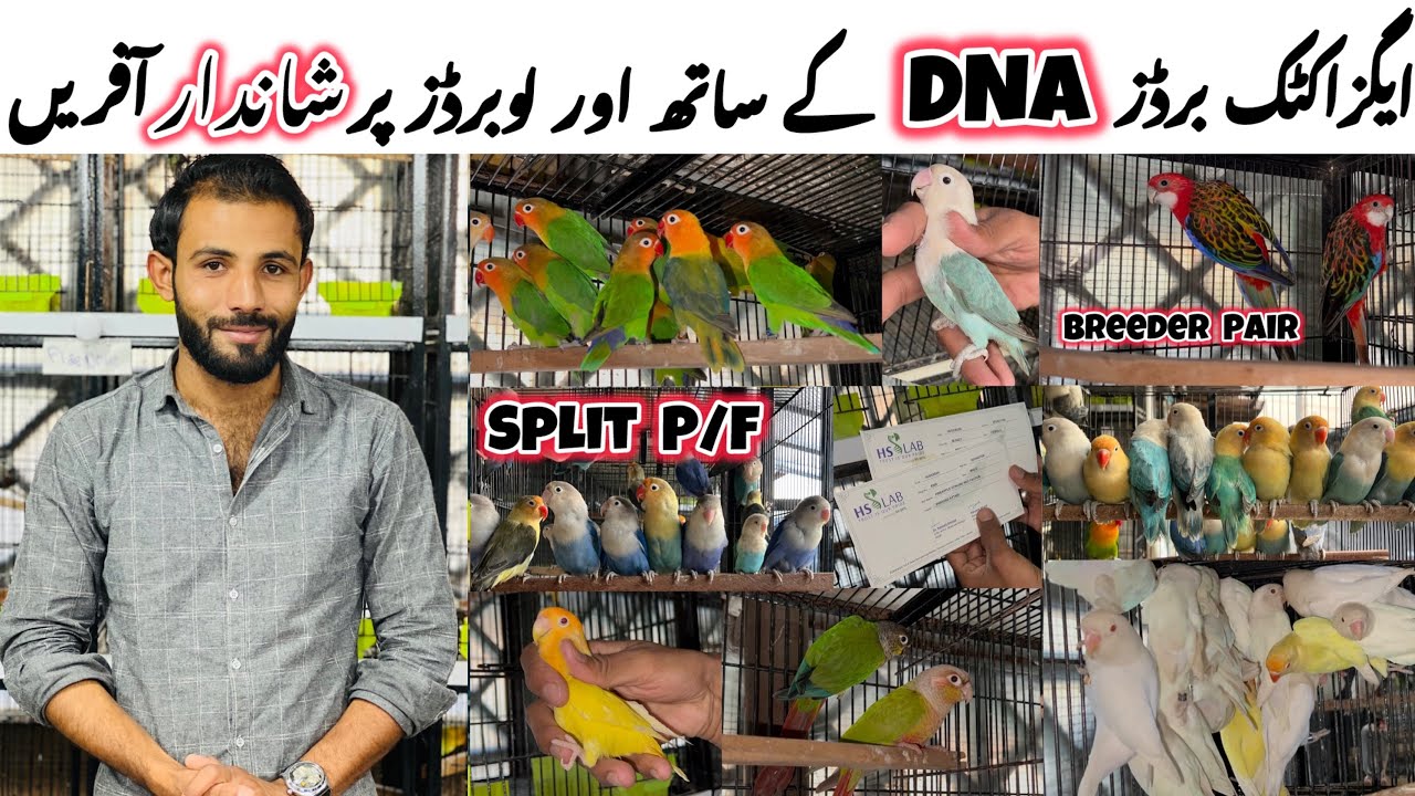 Super high quality birds for new fanciers || Best ever prices for new fanciers.