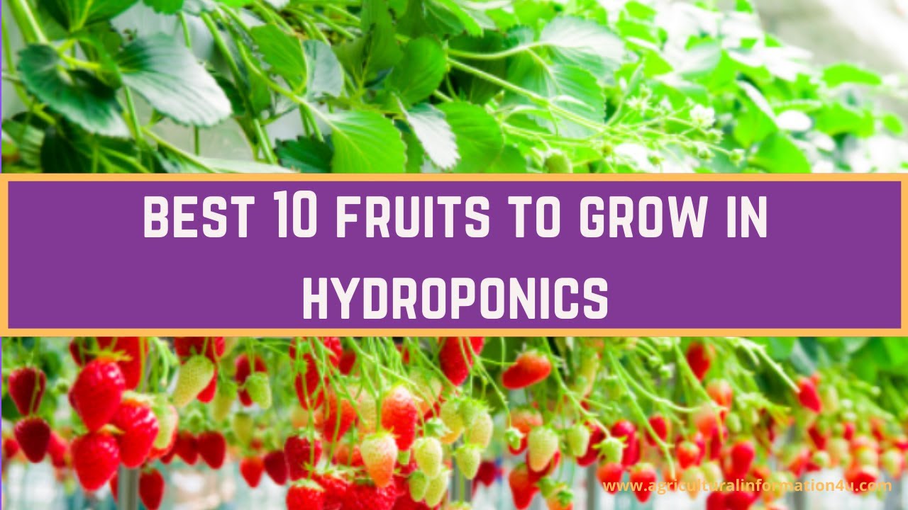 Best 10 Fruits to Grow in Hydroponics | Hydroponic Fruits | Agriculture and Technology