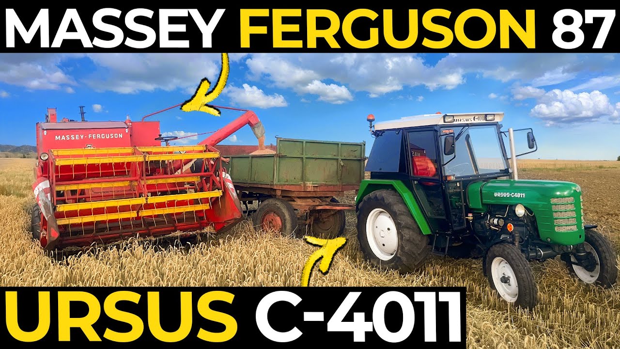 MASSEY FERGUSON 87 wjeżdża w PSZENICĘ... KLĄTWA AWARII TRWA | URSUS C- 4011