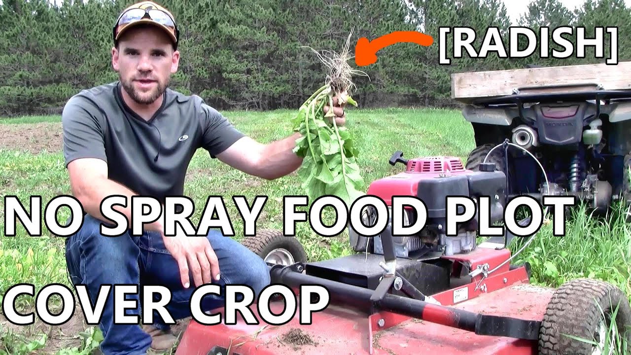 No Spray Food Plot Cover Crop [RADISH]