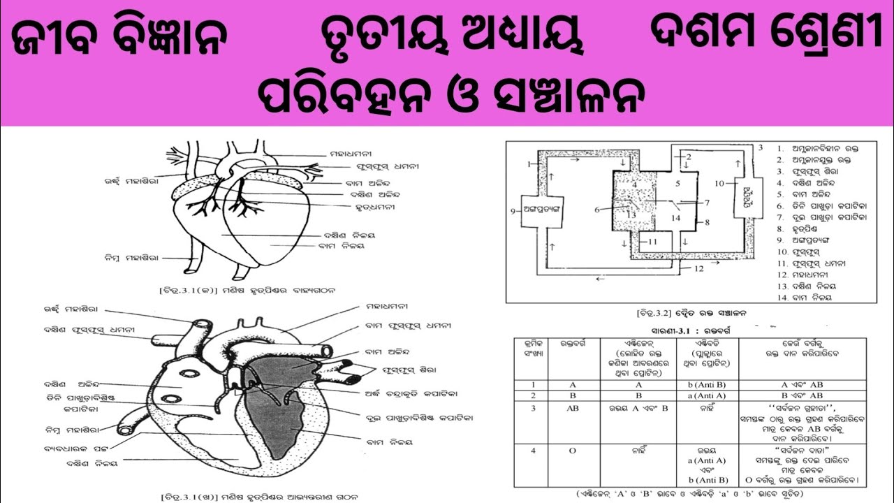 Paribahan o sanchalana | Class 10 Jiba bigyan | Life science | Odisha Education Knowledge 