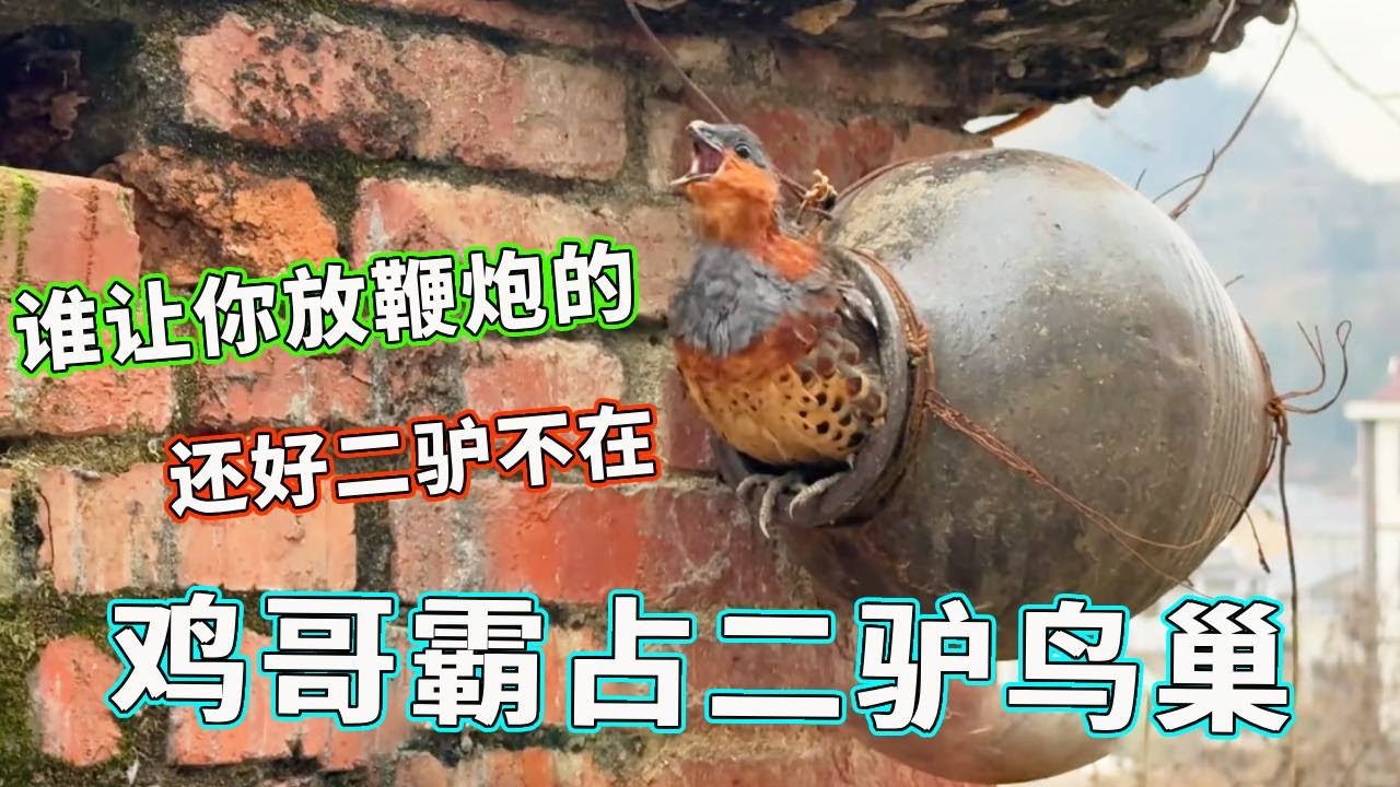 鸡哥也算是站起来了！被鞭炮声吓到直接钻进二驴鸟巢，还好二驴不在家不然又是一场“腥风血雨”！【天下一场梦】