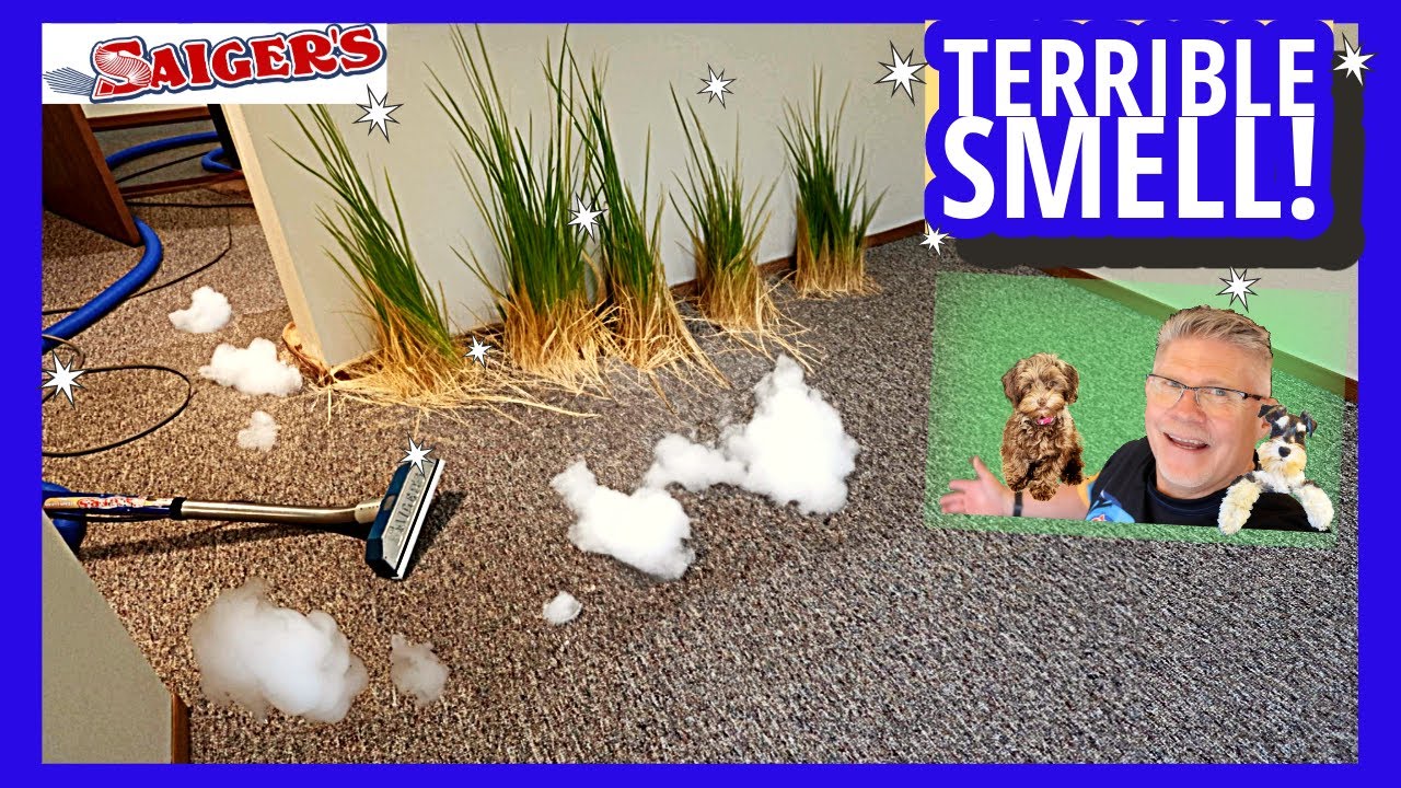 I Clean Swamp Water and Cigarette Smoke from this Carpet! Peu!
