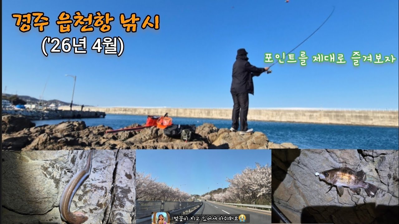경주 읍천항 낚시 ('26년 4월)